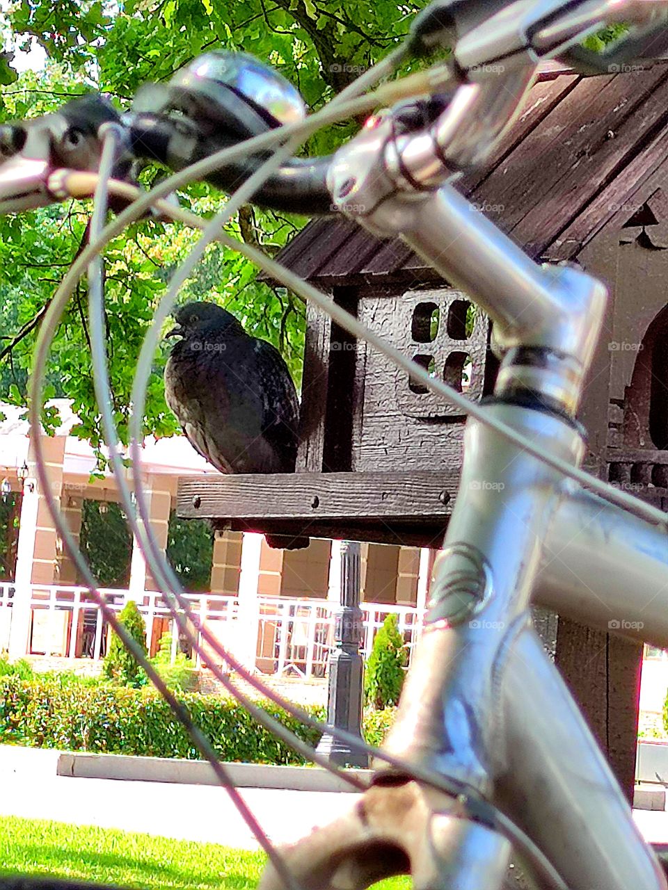 a park.  a pigeon sits on a bird house.  bicycle handlebar in the foreground