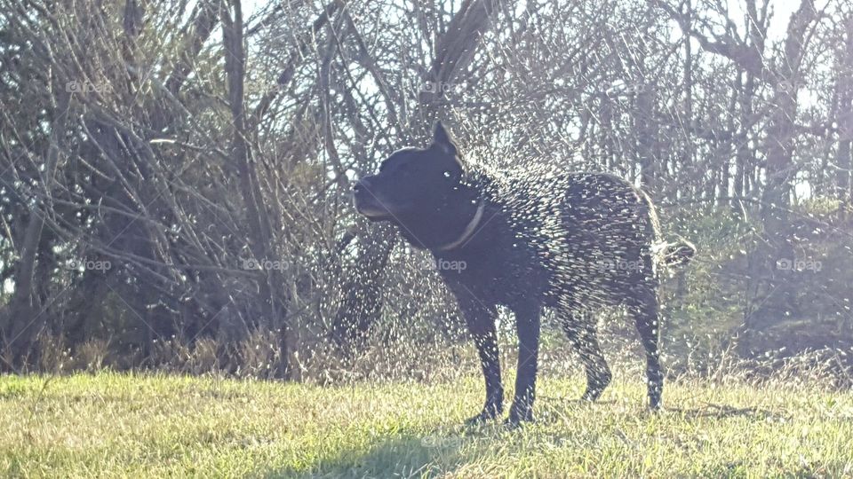 My black lab Max, says whatever is bothering you... just shake it off!!!