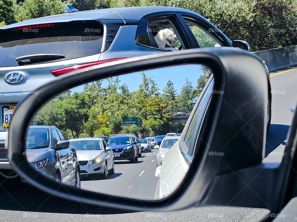 Looking in the driver’s side mirror while waiting in traffic on highway 17 south heading to Santa Cruz California in the Santa Cruz mountains, just ahead is an adorable white puppy enjoying the ride hanging out the window of its owners SUV