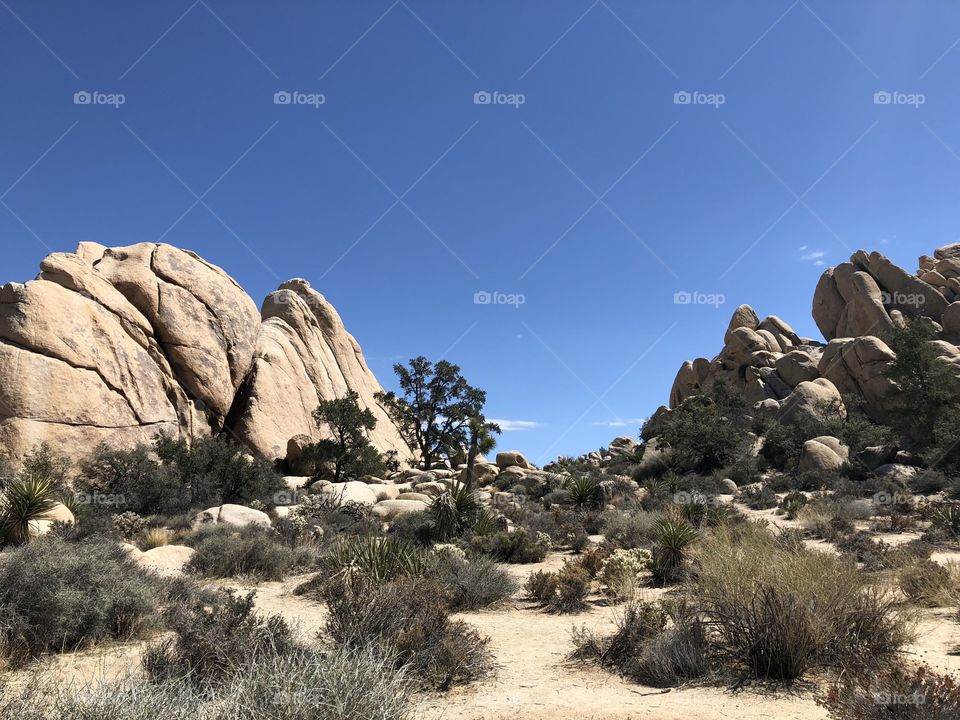 joshua tree park nature