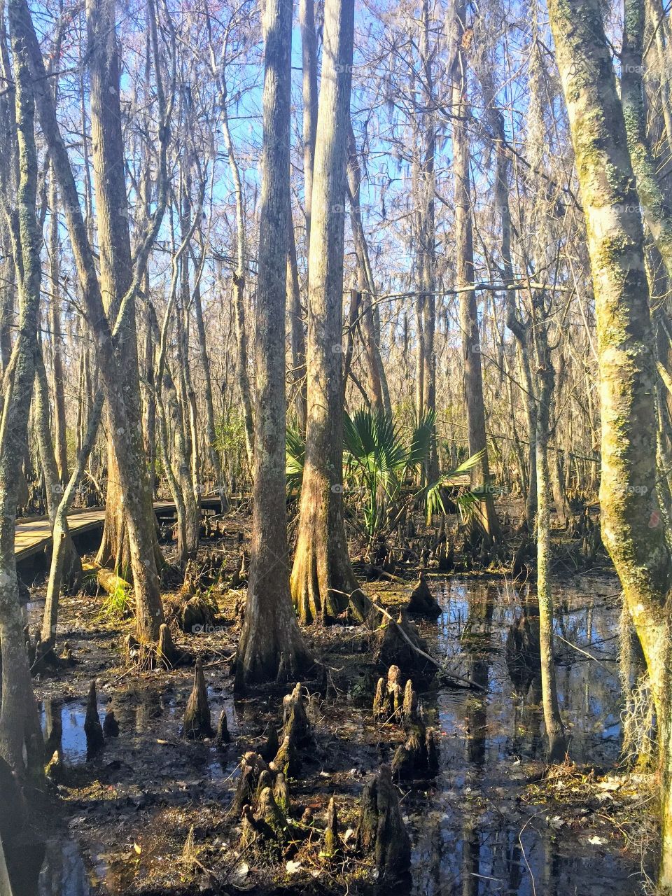 Bayou in New Orleans 