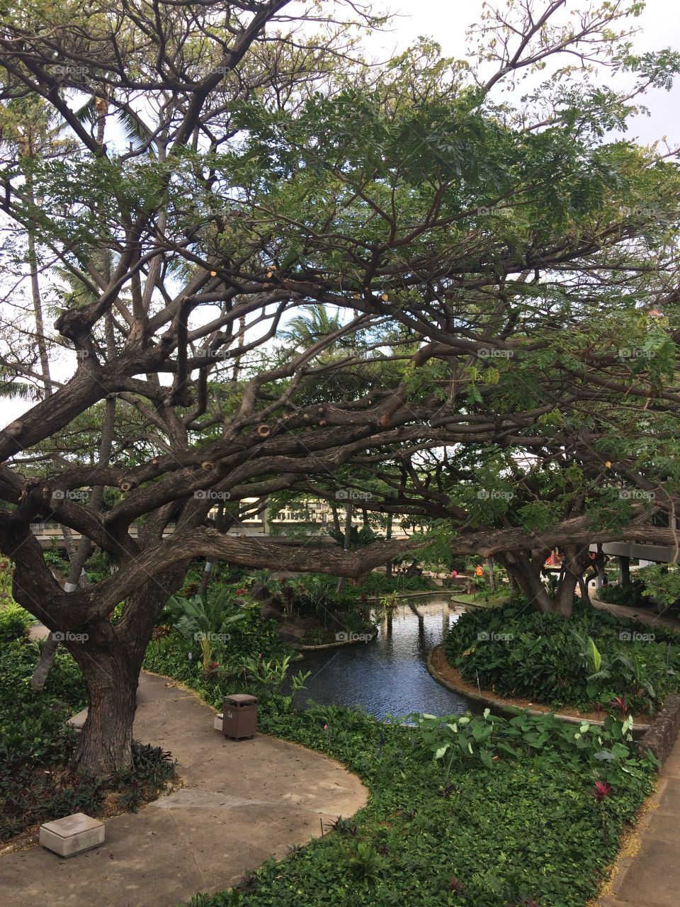 Urban Japanese Garden