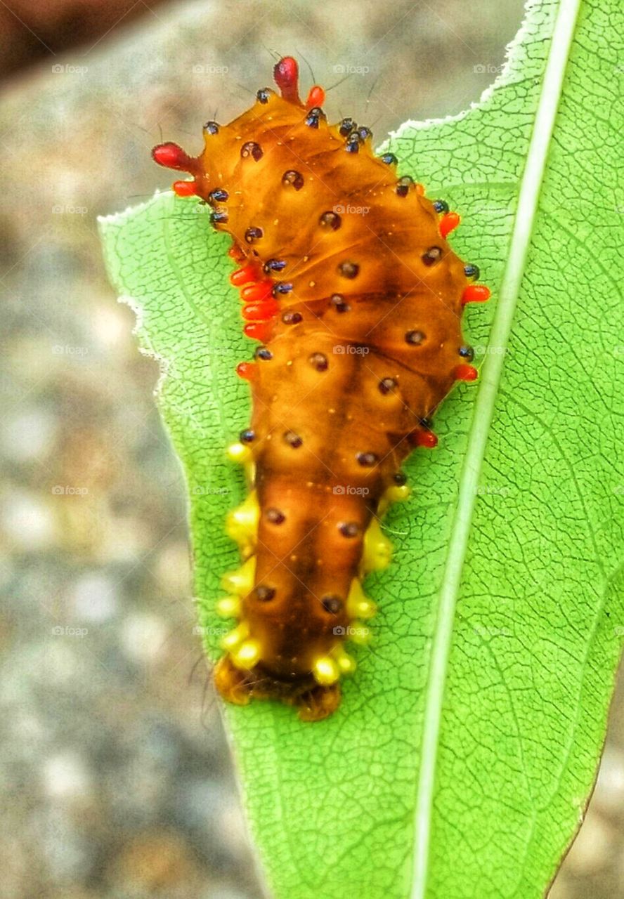 This is a nice LARVA.  One day it will be a nice BUTTERFLY. Because it also a nice insect.!!