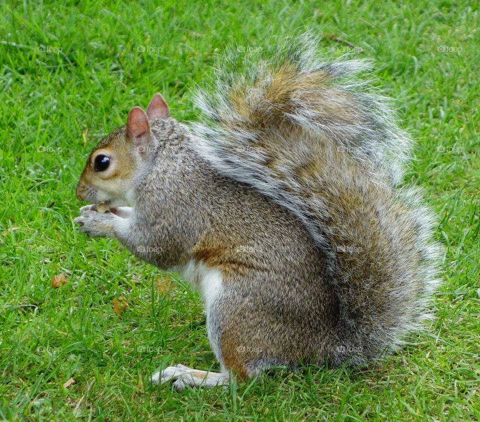 Cute grey squirrel eating an acorn in a grassy field.