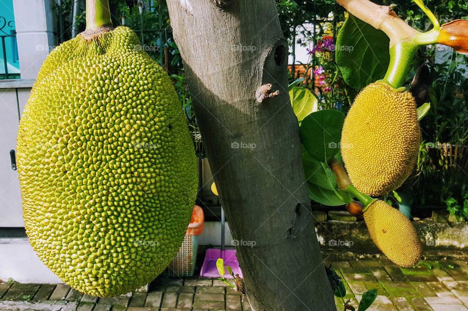 jack fruit