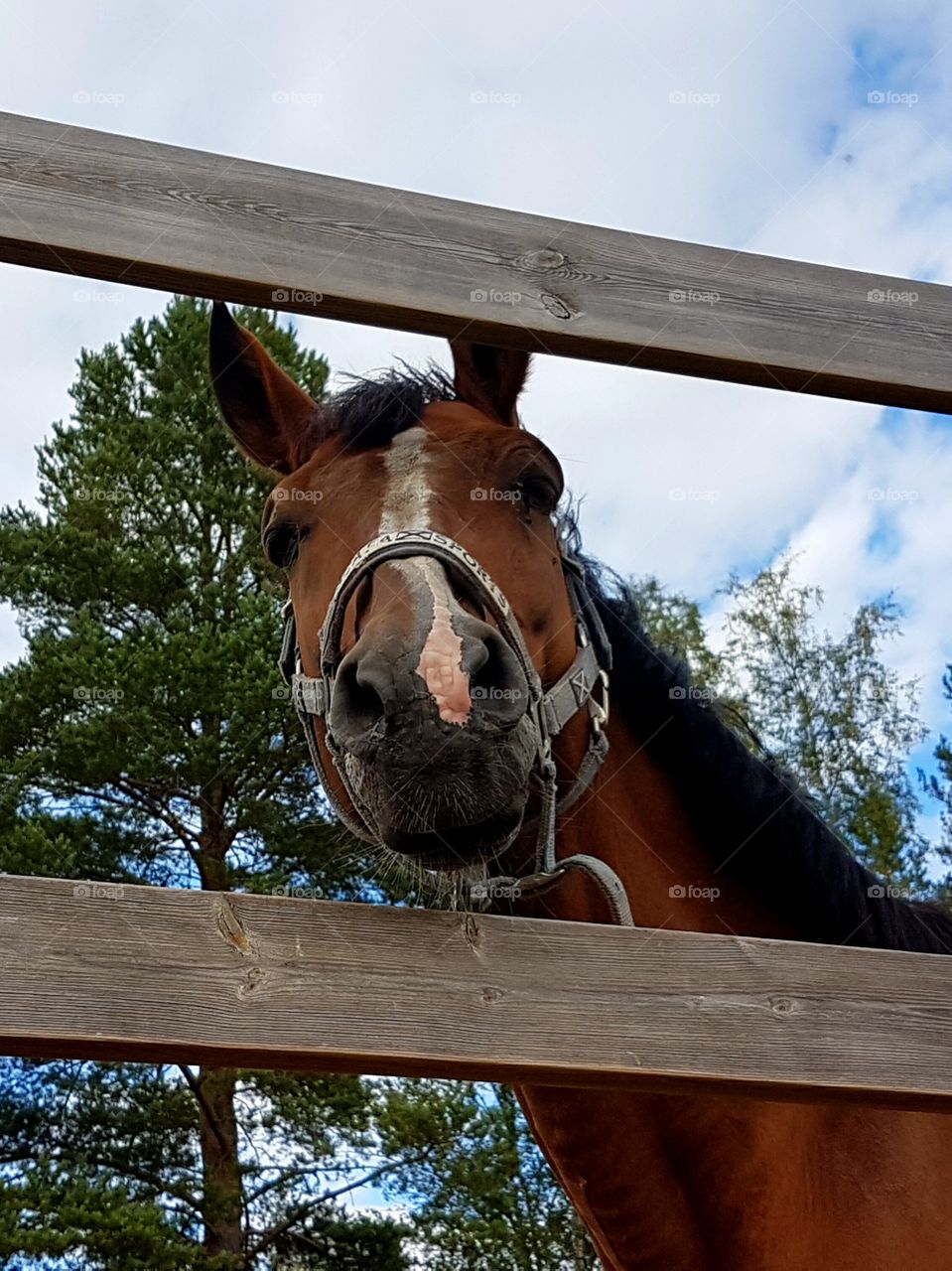 Horse face!