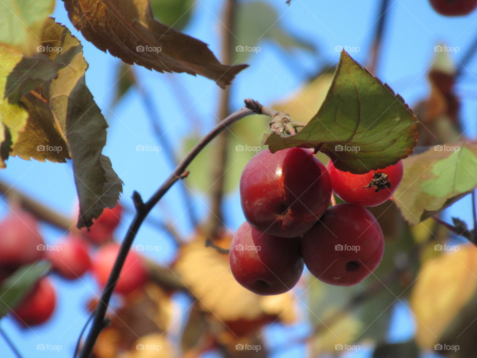 wild apple treewild apple tree