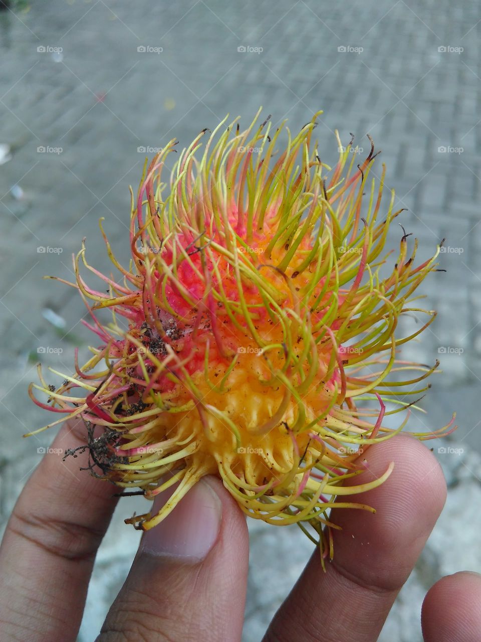 fruits that exist in tropical climates