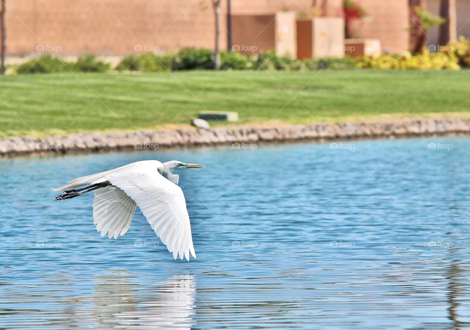 great egret