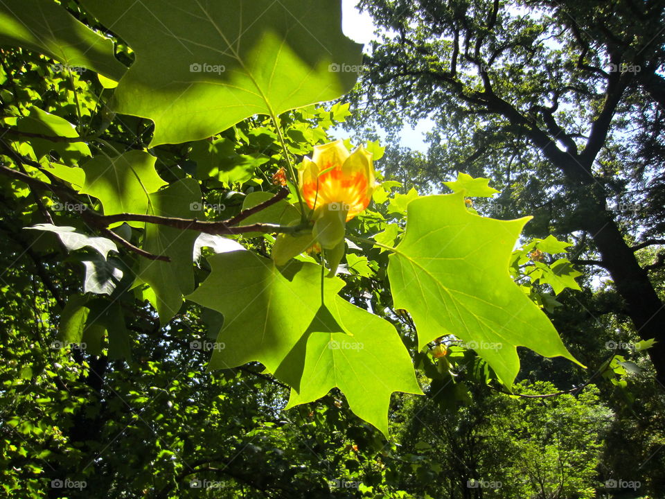 Leaf, Tree, Nature, Flora, Season