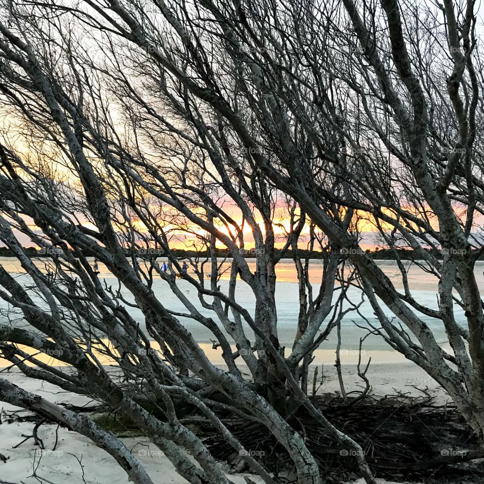 Barren windswept trees ... beach and sunset