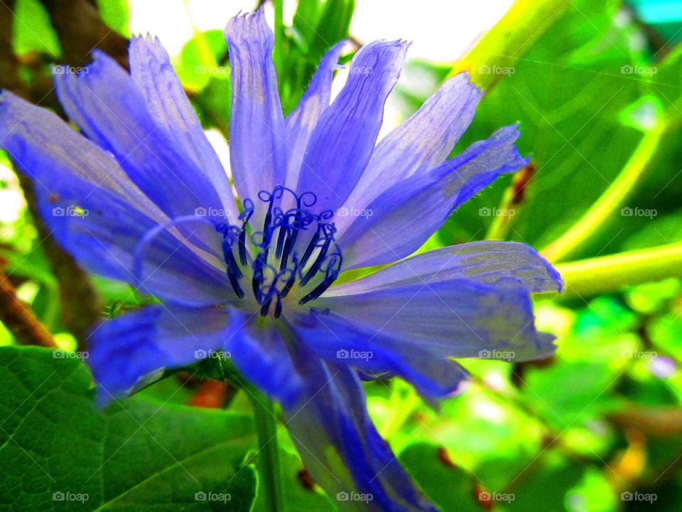 Purple flower in fall macro