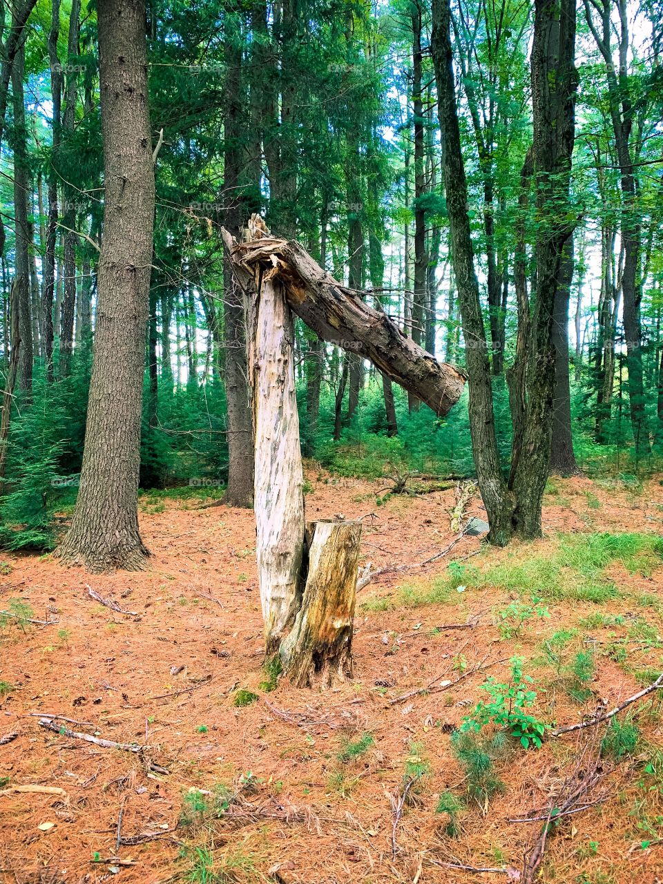 Broken tree trunk in the woods 