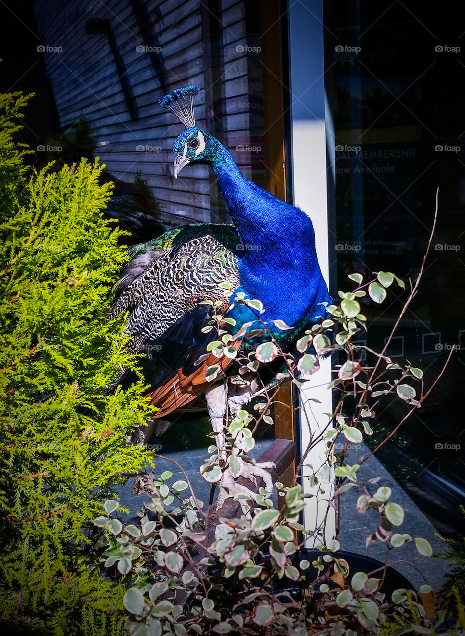 The Peacock of Malahide Castle