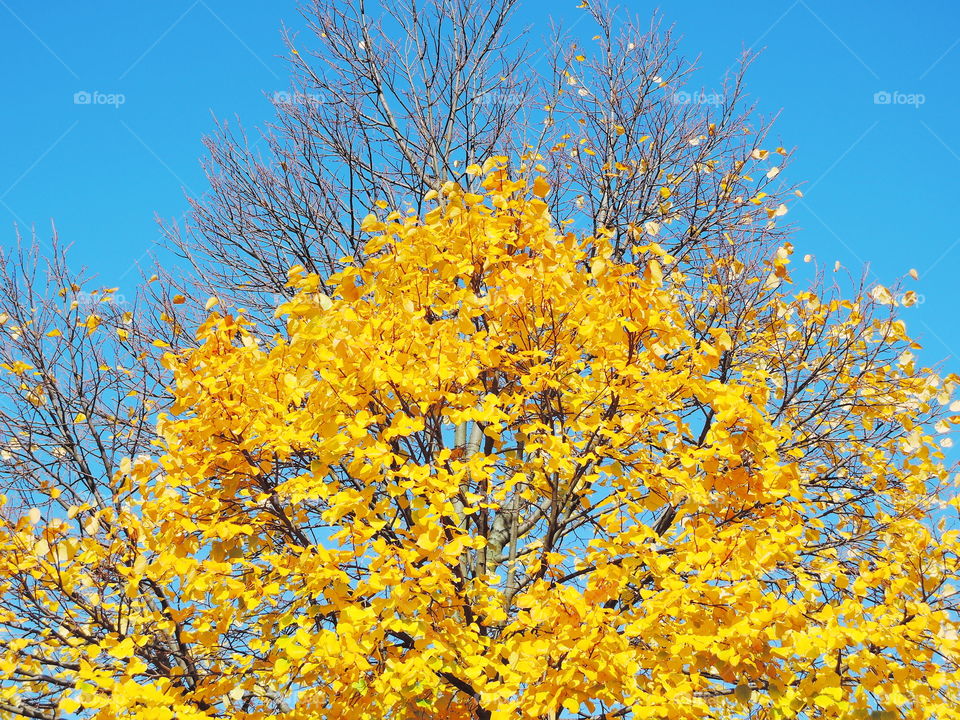 autumn tree