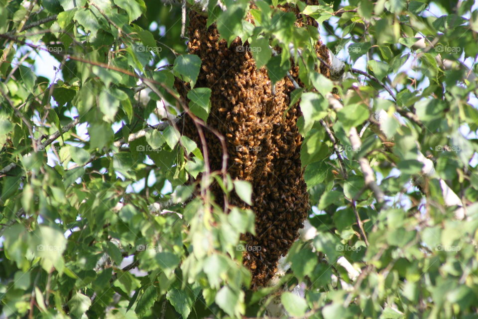 bee swarm. bee hive