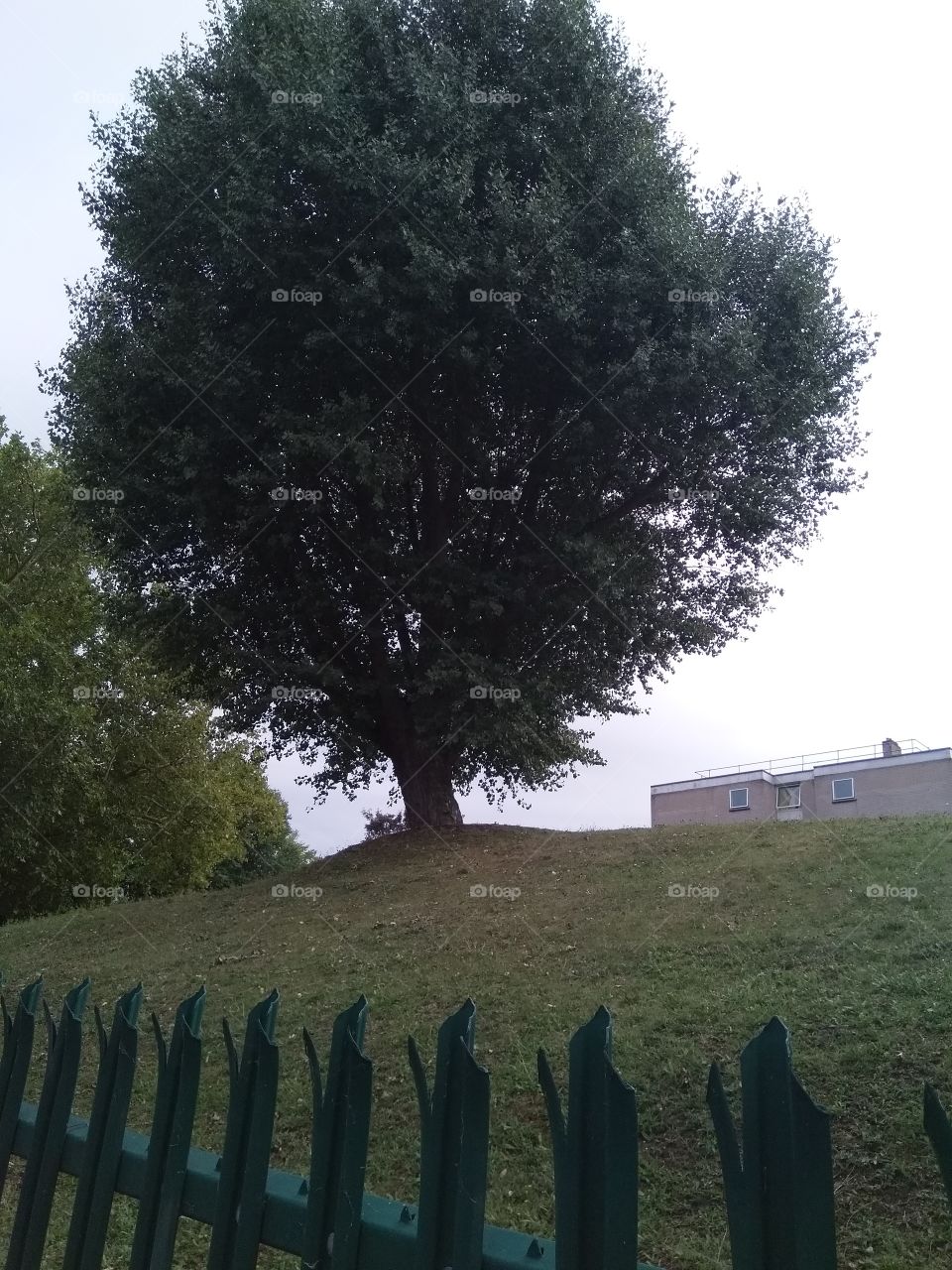 tree