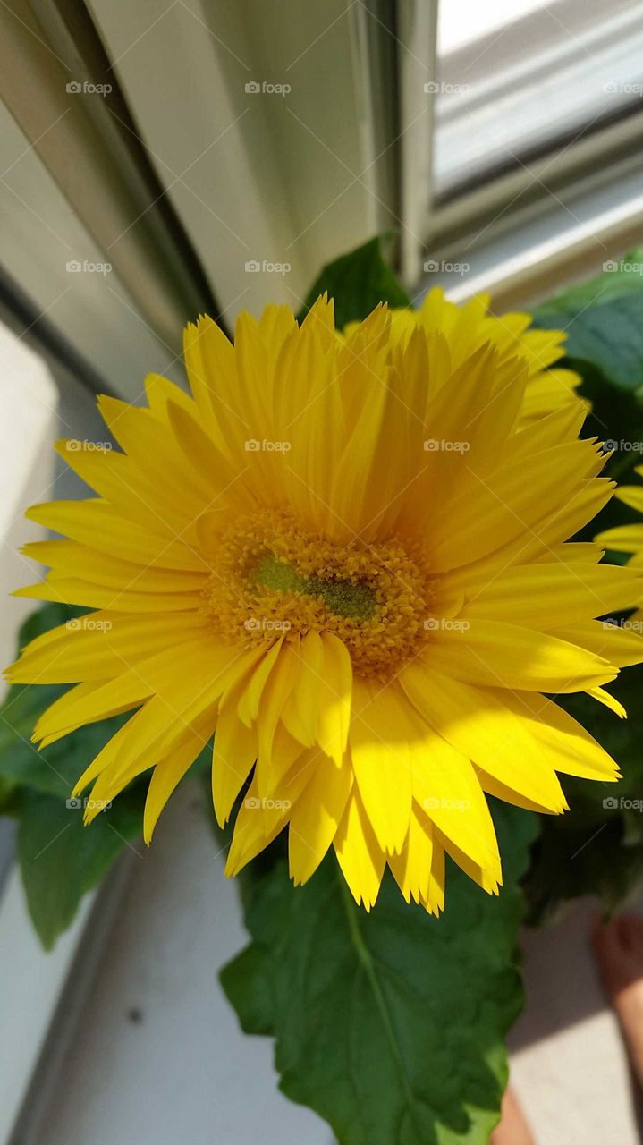 Siamese Twins Conjoined Yellow Flower