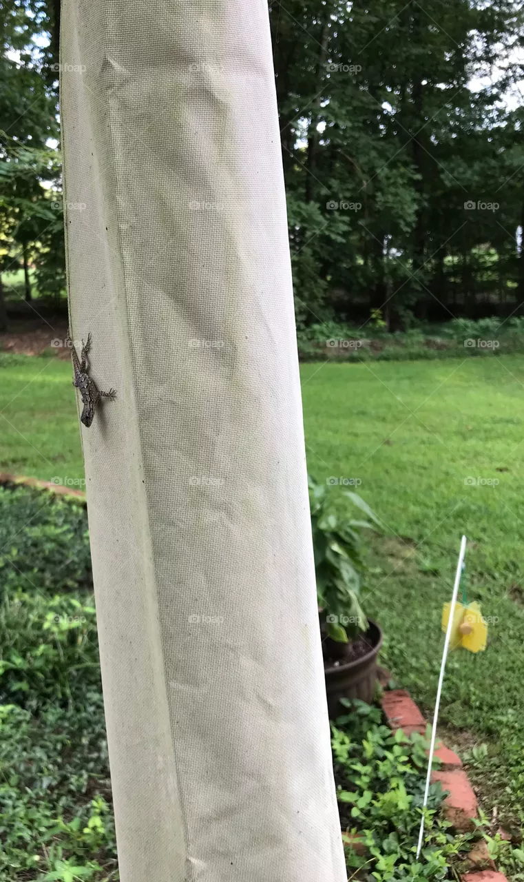 Lizard