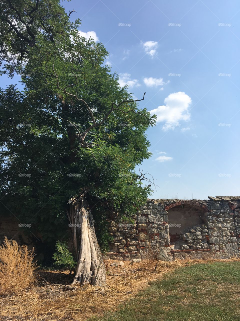 Old Tree and Old wall 