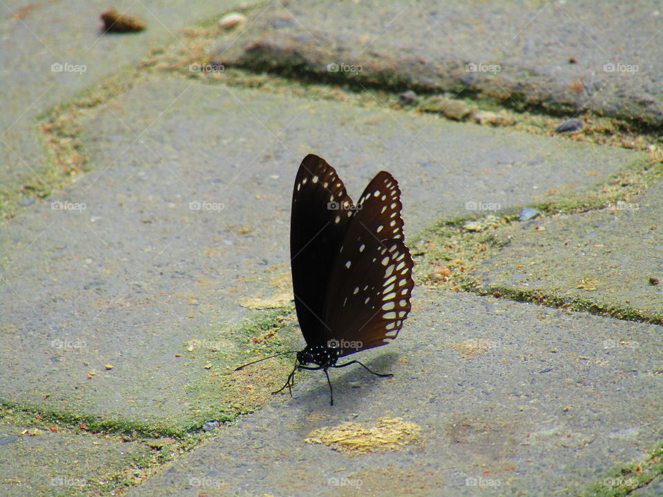 Beautiful butterfly Euploea core, the common crow is a common butterfly .Common Indian crow, and in Australia as the Australian crow.It belongs to the crows and tigers subfamily Danainae.