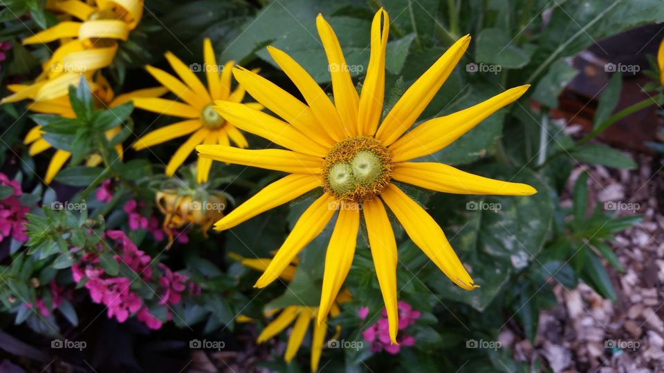 double center yellow daisy