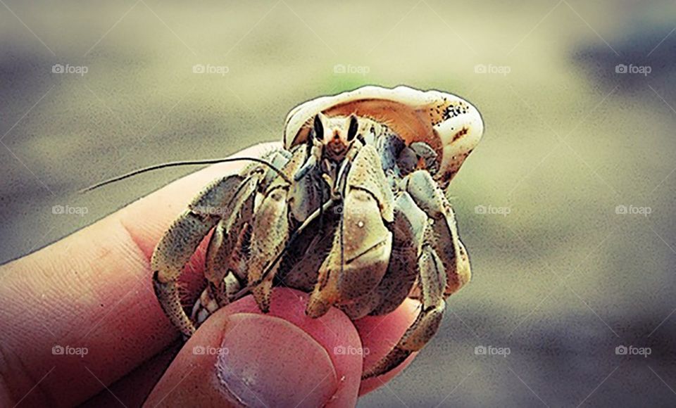 Hermit crab