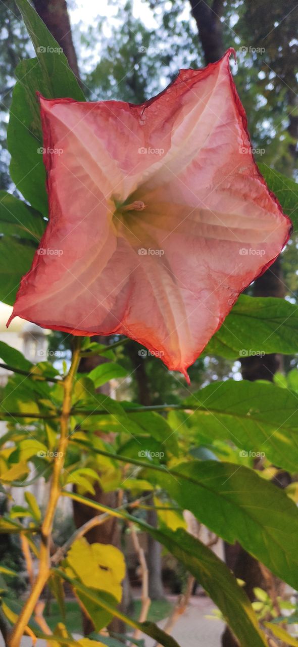 Brugmansia Aromagia rosea is a powerful, very beautiful, luxuriantly flowering plant from the Solanaceae family.