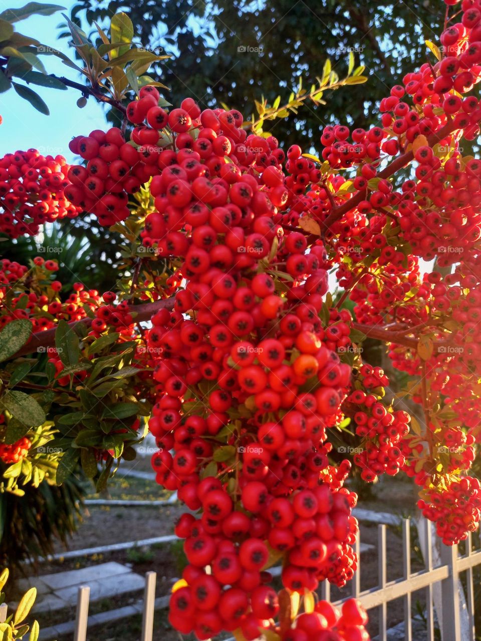 Pyracantha