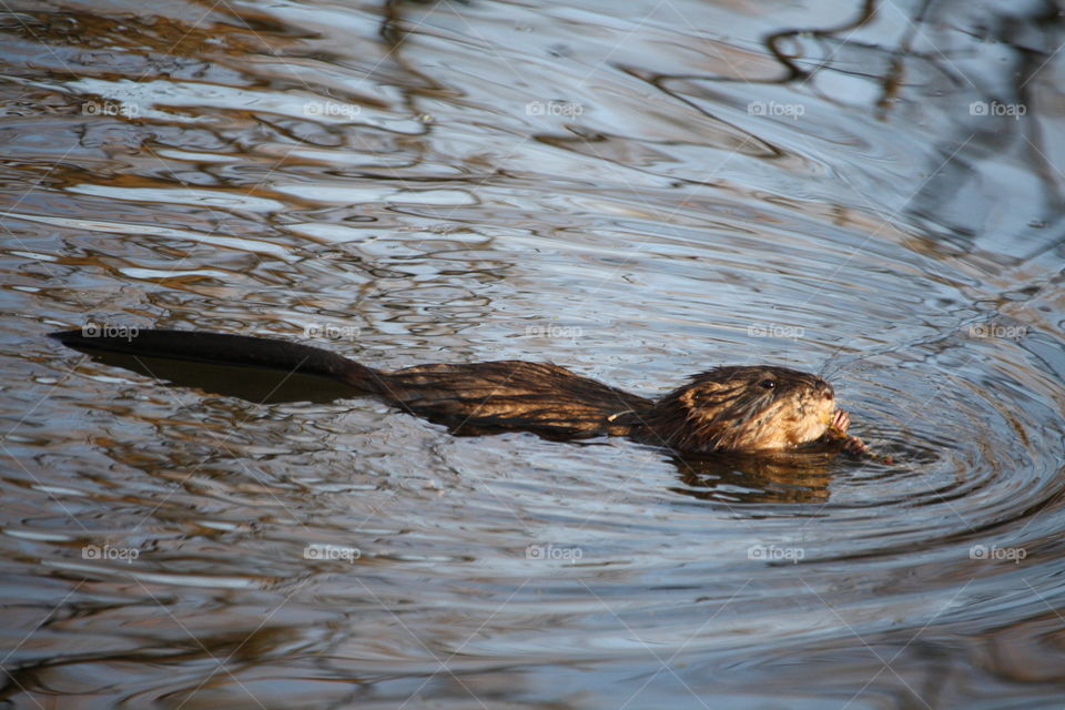 Water rat is swimming in a natural pool