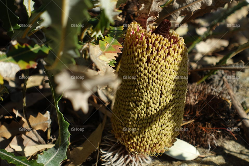 Unique shaped wildflower called banksia on the ground of Kings Park, Perth, Western Australia.