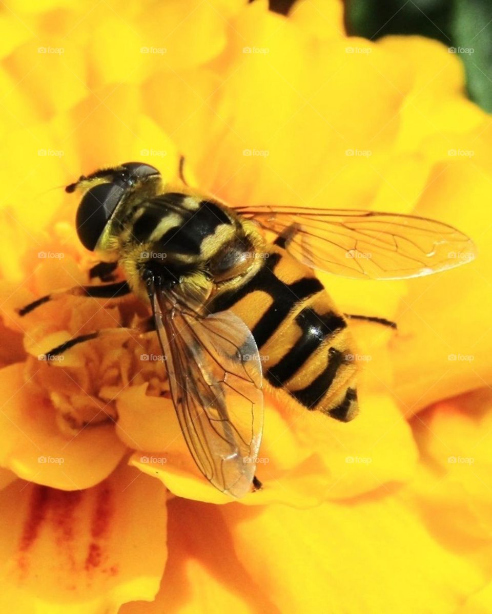 Batman Hoverfly (Myathropa florea)