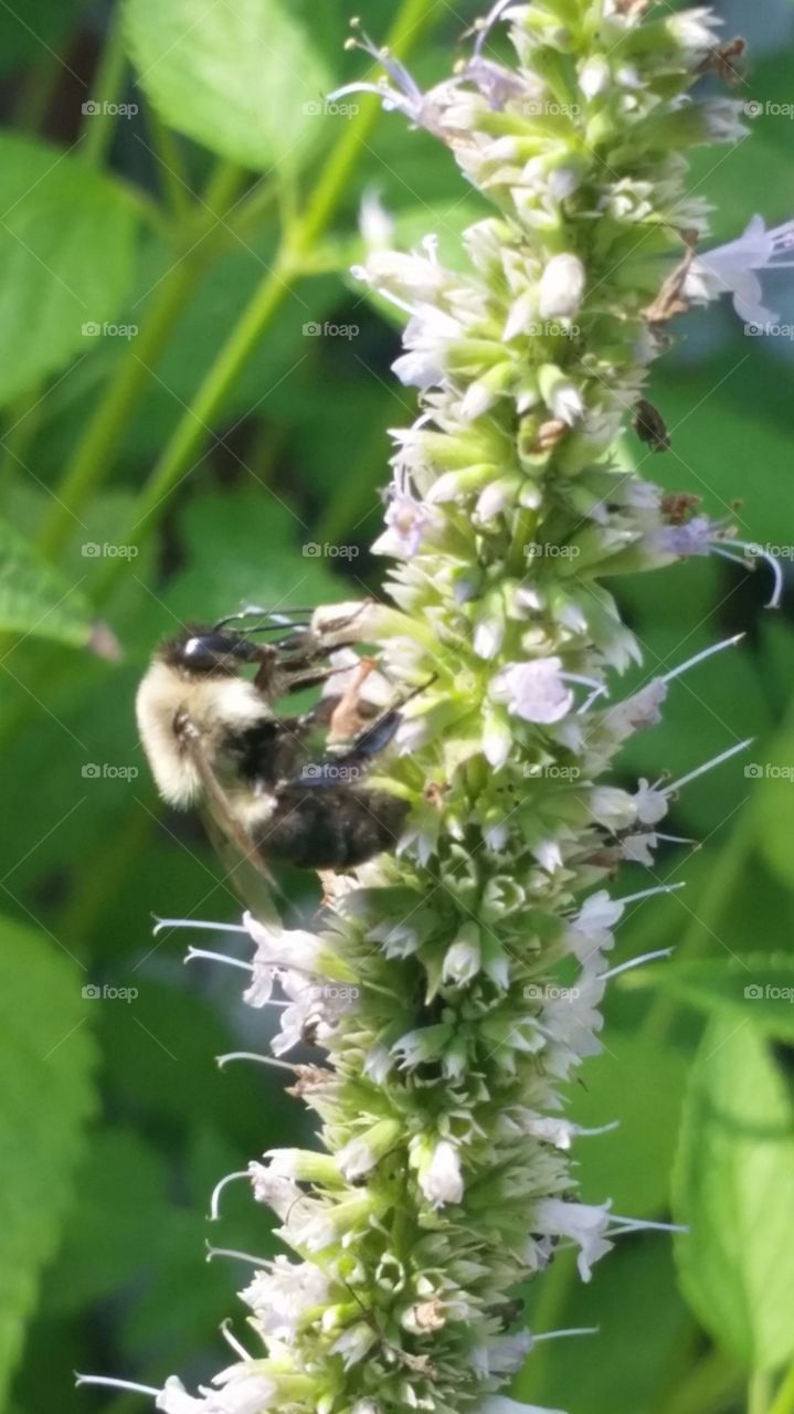 A classic bumble bee pollinating an anise hyssop plant on a sunny day