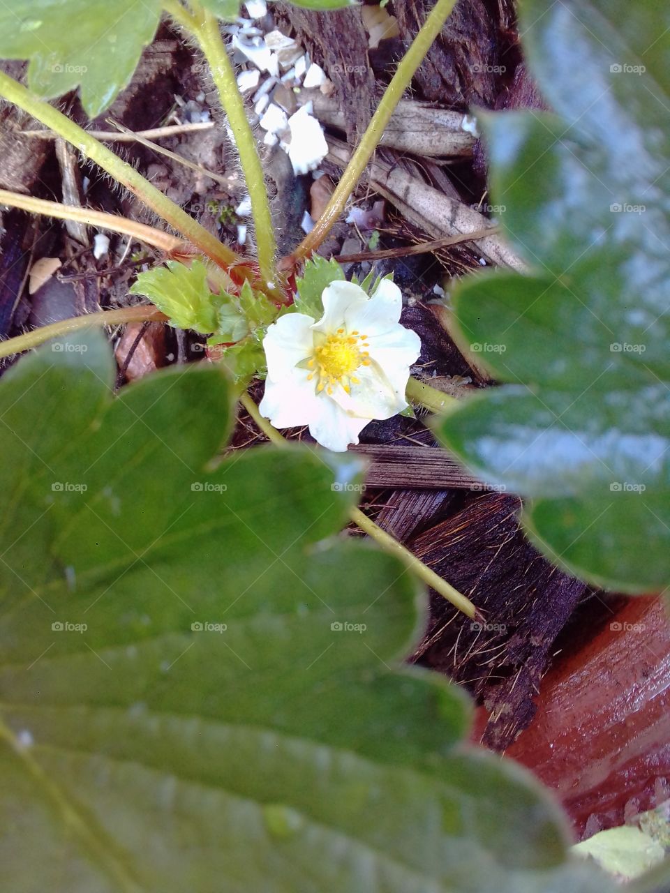 strawberry flower