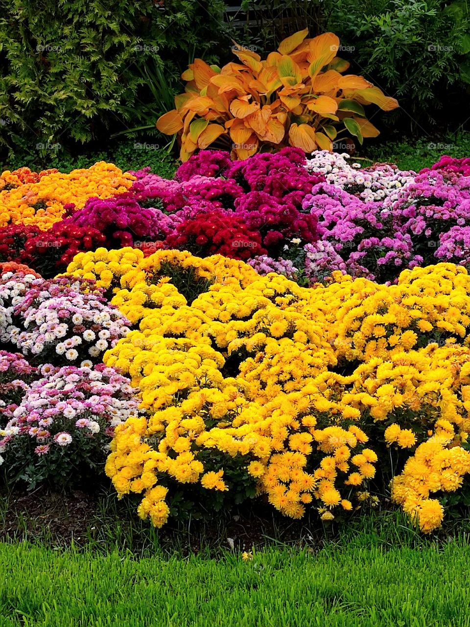 Colors of nature. Bushes of flowers of different colors and shades. Colorful carpet