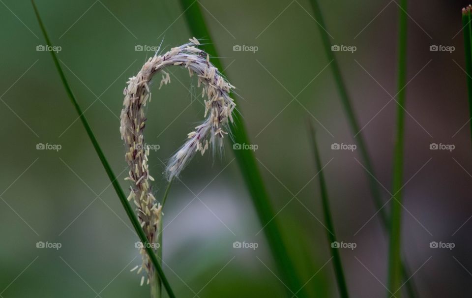 Beautiful macro shots