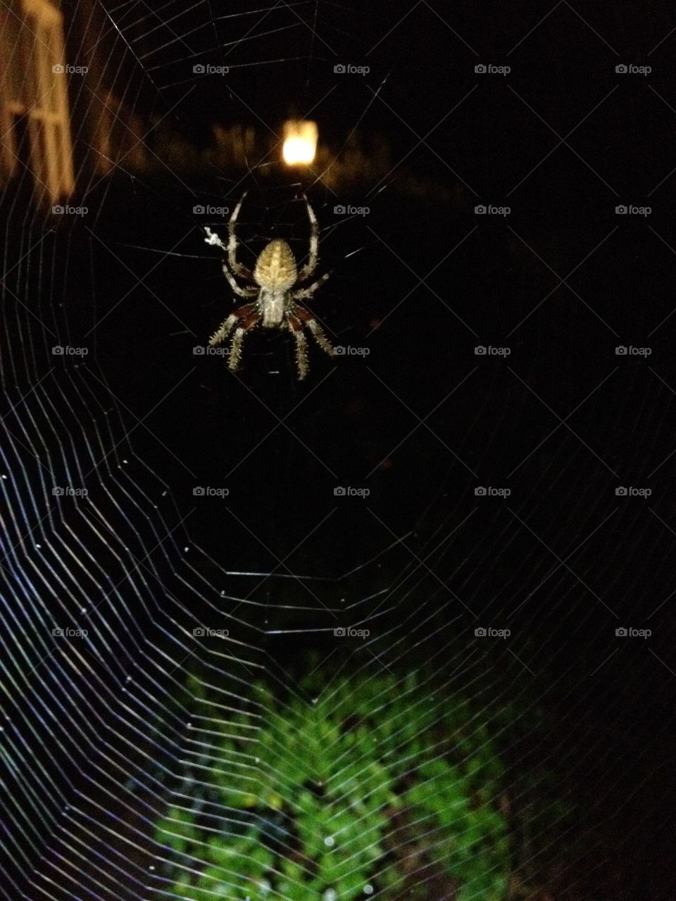 Spider in Web