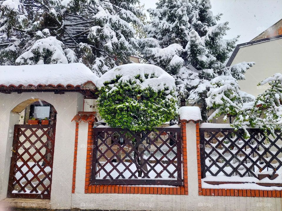 A view of a concrete and wood fence and a yard with snow-covered conifers.  Winter idyll