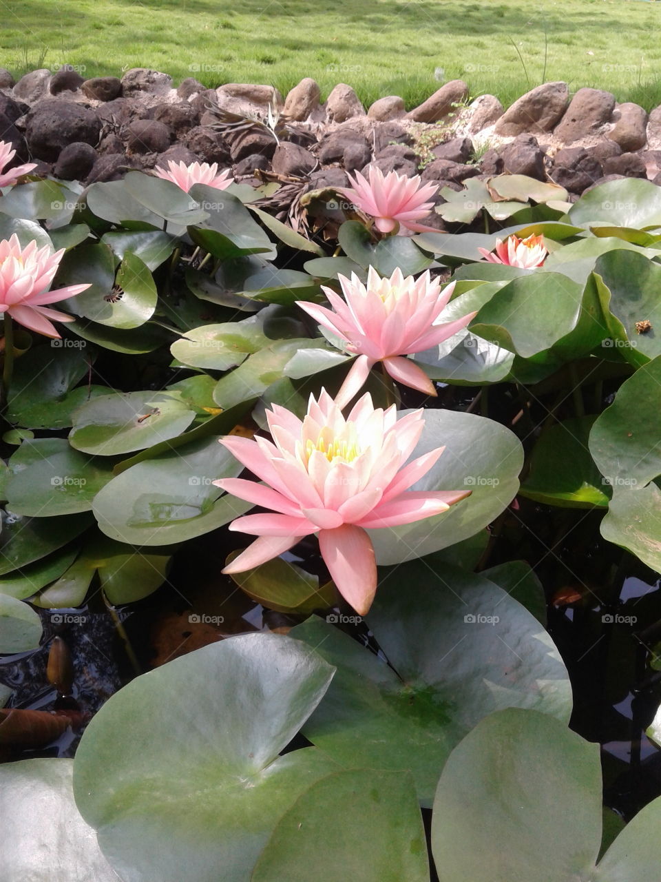 lotus Mepro Garden