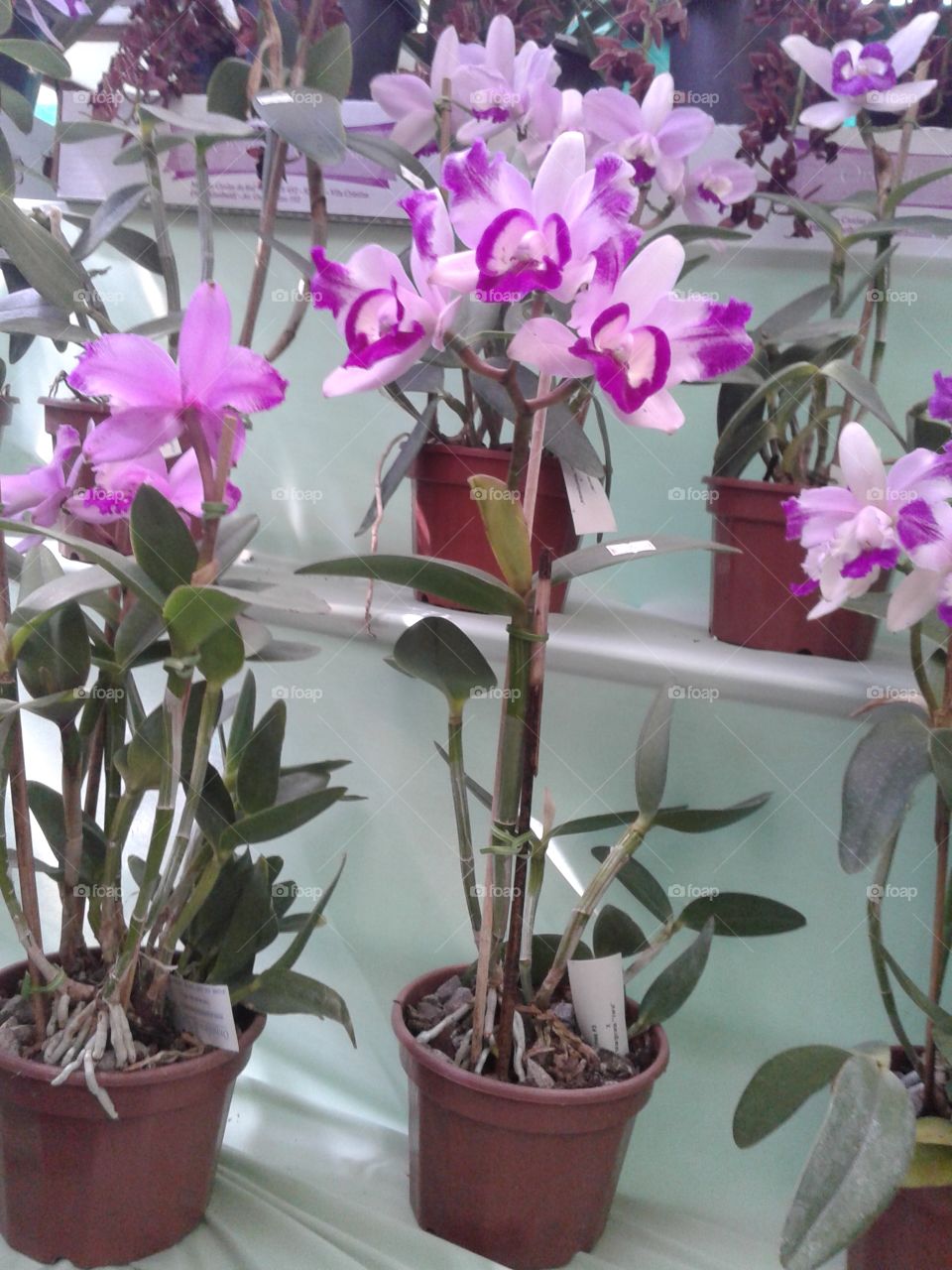 Orquídea Brasil
