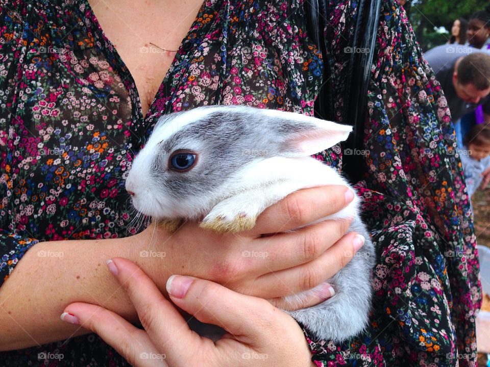 Baby rabbit with blue eyes