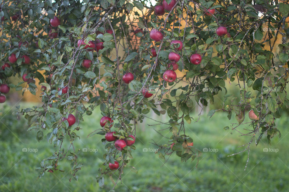 Apple tree with bright red ripe autumn apples in the country