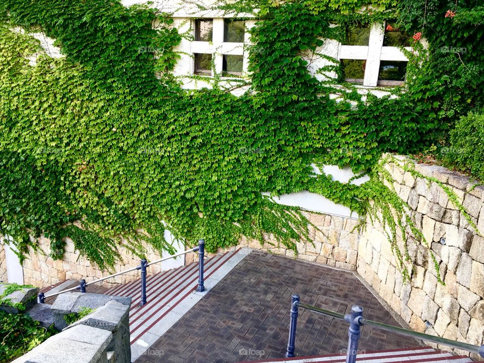 Staircase and overgrown building. 