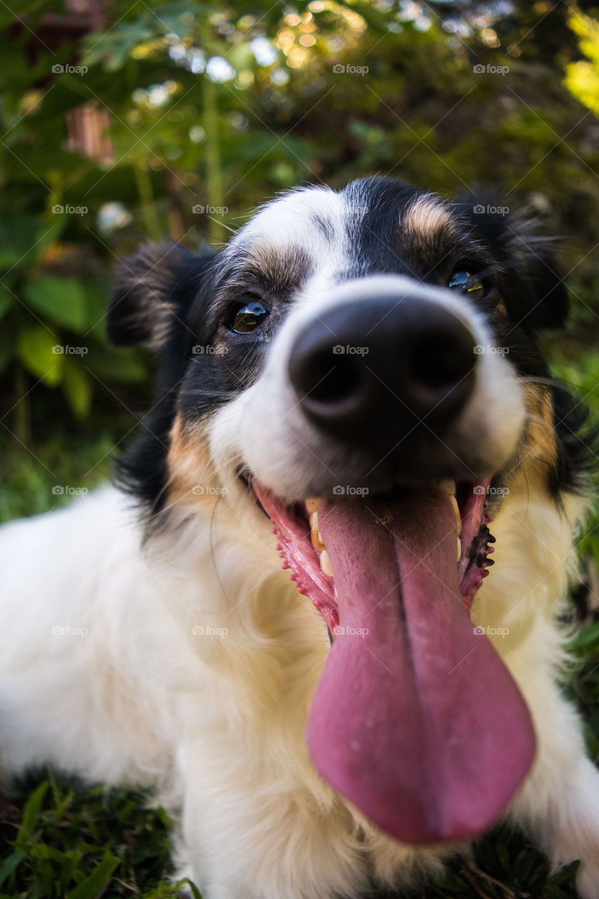 Happy Dog