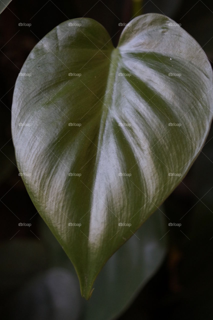 Leaf. close up of leaf