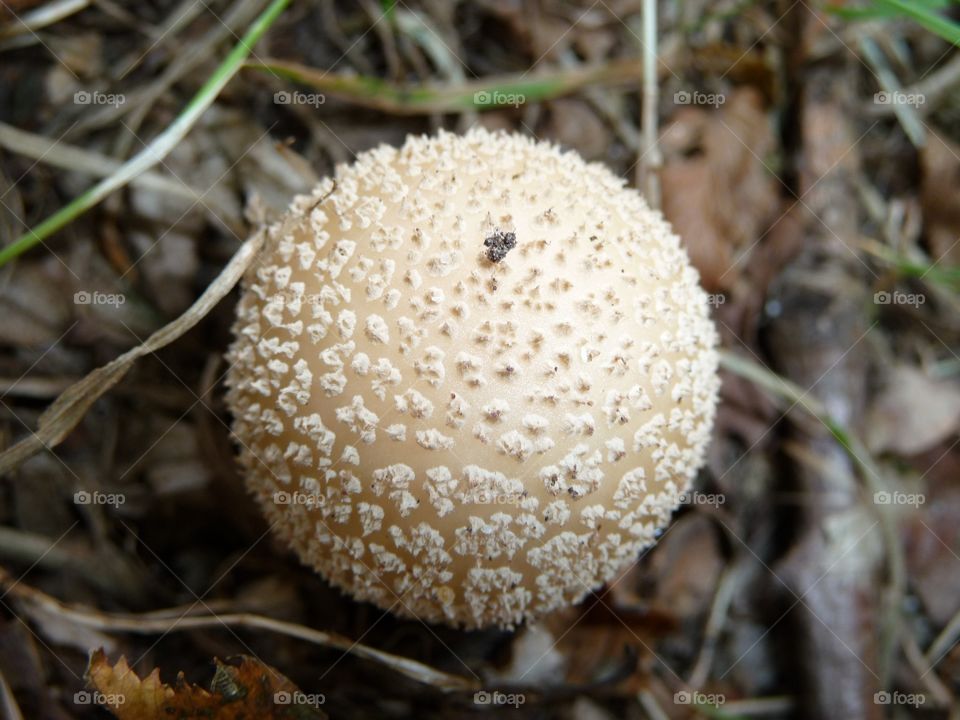 Toadstool 