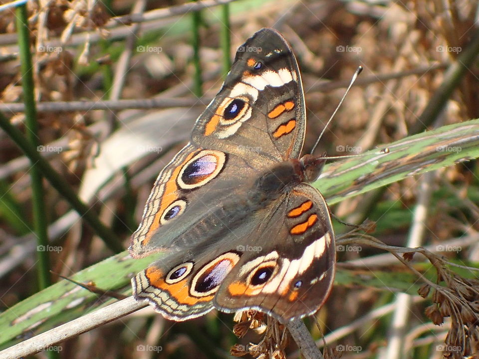 Buckeyes Butterfly 