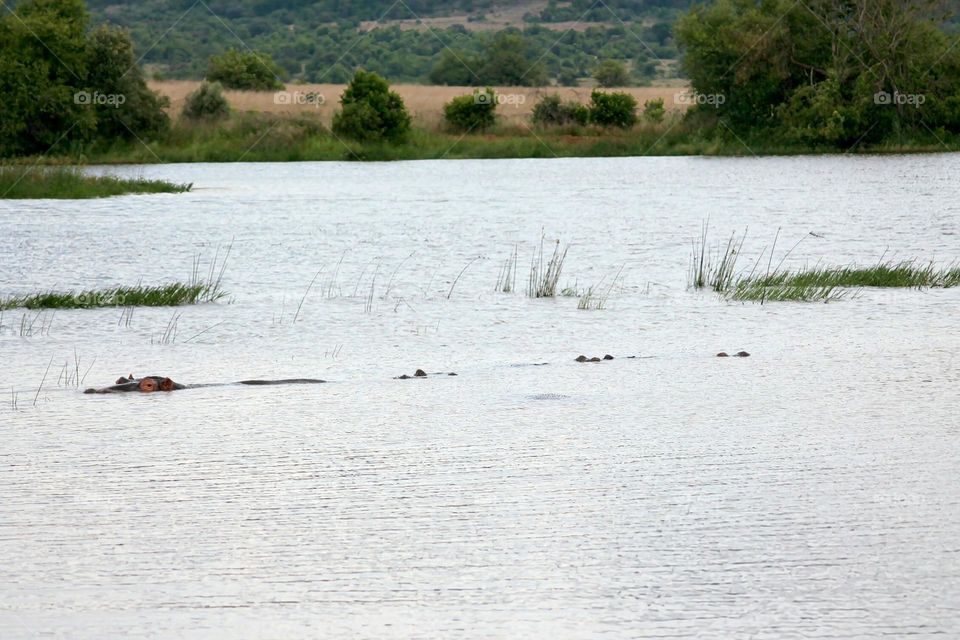 Hippopotamus relaxing in the water in Pilanesberg National Park, South Africa