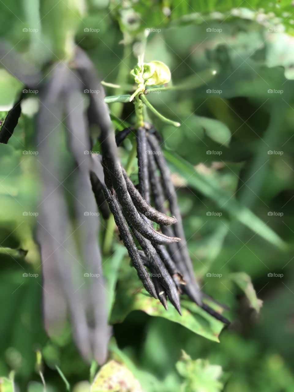 Growth green beans with blurred background 