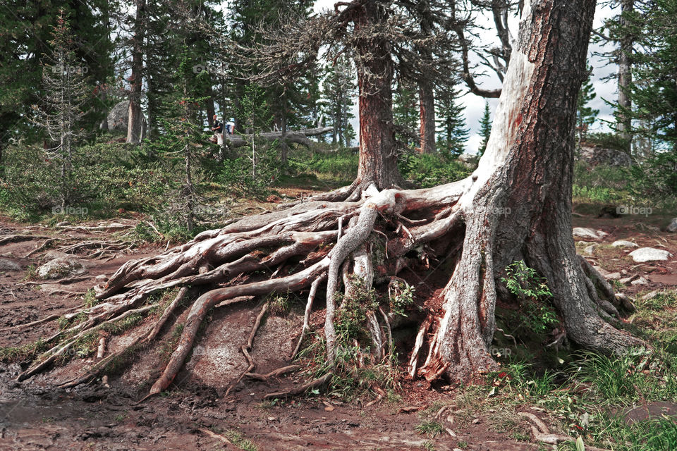 roots of magic forest